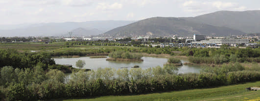Florentine Planes Landscape Architecture