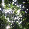 Gola Forest