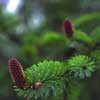 Tree Cones