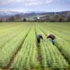 Tree Nursery Coilte - Biomass