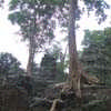 Ta Prohm temple site