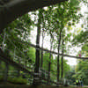 A Path in the Forest Japan