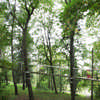 A Path in the Forest Japan