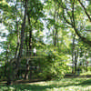 A Path in the Forest Japan