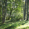 A Path in the Forest Japan