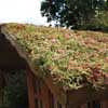 Green-tech GT4 Green Roof Substrate