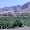 Sicilian landscape