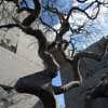 Swiss Tree Museum