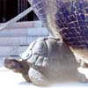Secession Building turtle