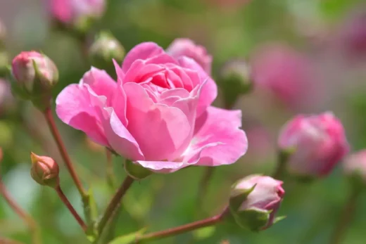 A guide to potted roses, flowers at home