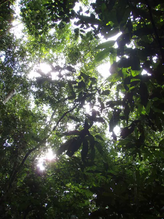 Gola Rainforest - Sierra Leone Buildings