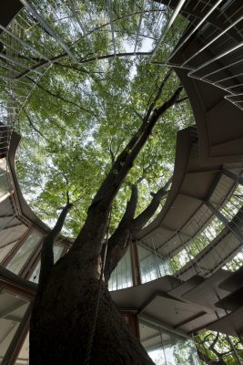 Fuji Ring Around a Tree