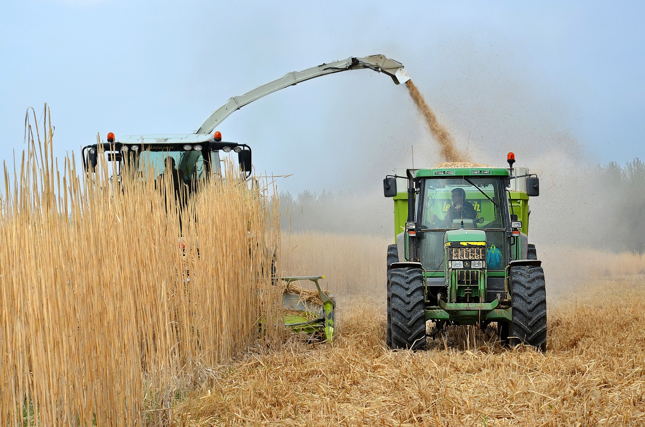 Biomass: Wood Panel Industry, Forestry Production