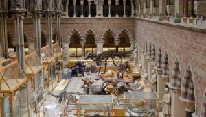 Oxford University Museum of Natural History 1