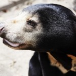 Bear Rescue Centre in Phnom Penh