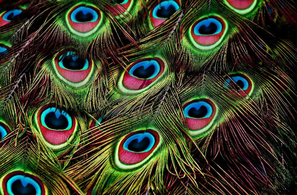 Living Structure Comes From Patterns peacock feathers
