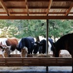 Horse Stable in Bío Bío