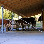 Horse Stable in Bío Bío