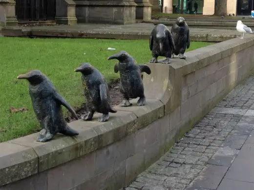 Dundee penguins