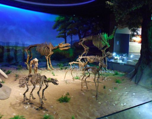 Anhui Provincial Paleontological Fossils Museum