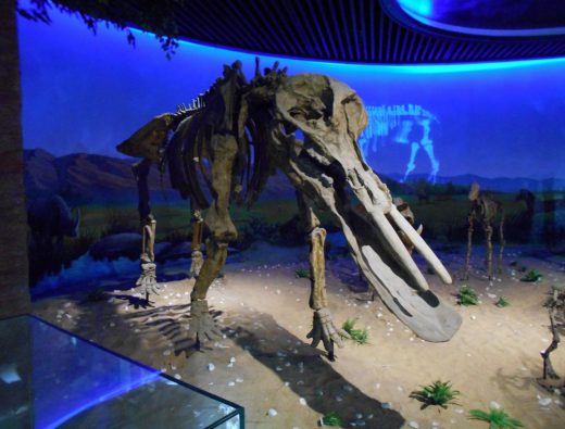 Anhui Provincial Paleontological Fossils Museum
