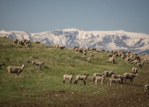 Sheep at Tippet Rise Art Center