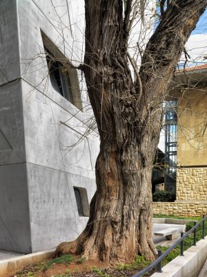 Issam Fares Institute in Beirut