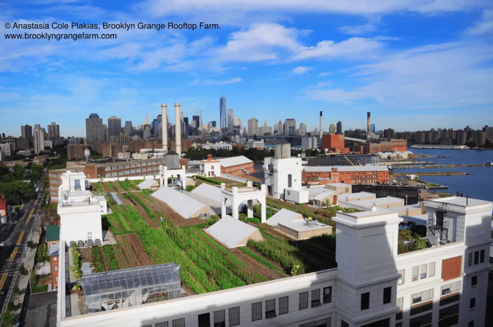 Brooklyn Navy Yard farm