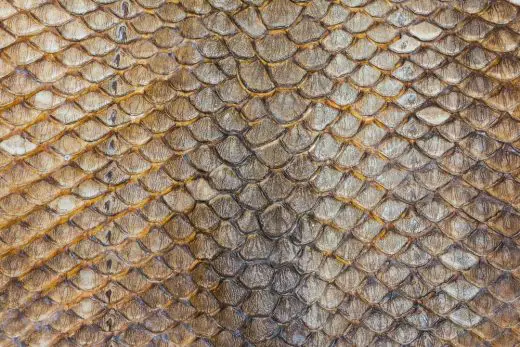 Fish Skin at INDEX Dubai 2017