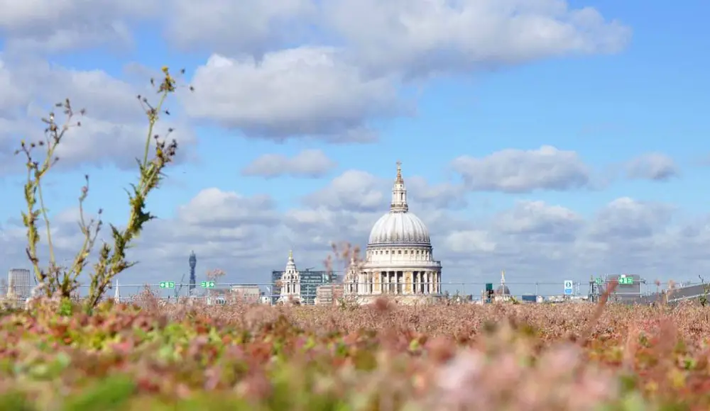 green roof in City of London