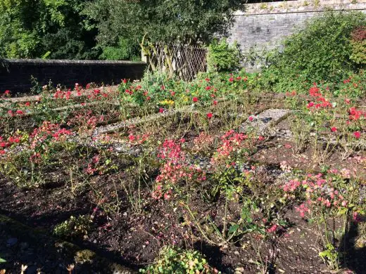 Arisaig House rose garden