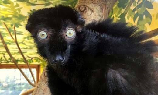 blue-eyed black lemur at Bristol Zoo
