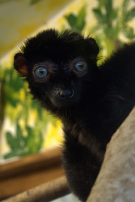 blue-eyed black lemur