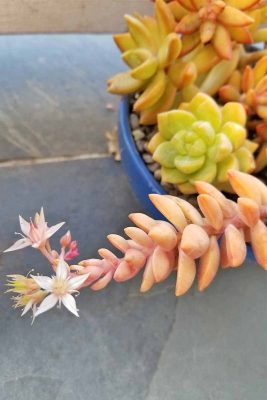 blooming Succulent Plants for the Home