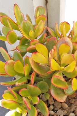 Healthy Succulent Plants for the Home