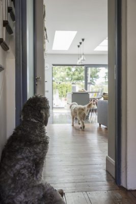 Home for Twins and Labradoodles in Dublin