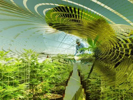 Sustainable Hemp and Medical Cannabis Farm in Barcelona