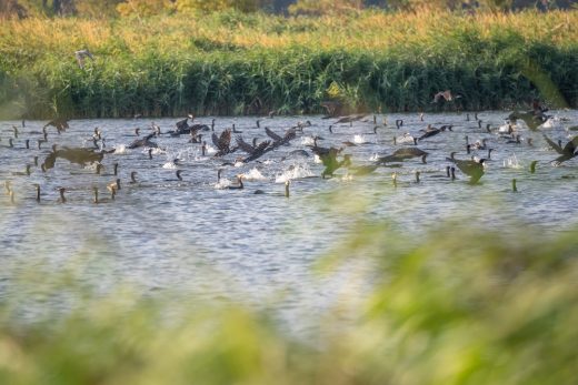 Nieuw Land National Park near Amsterdam