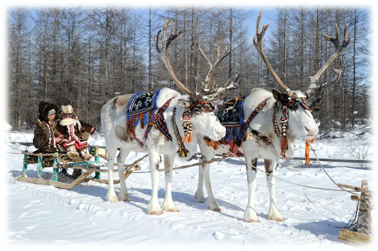 Tourism Cluster in Oymyakon reindeers Russia