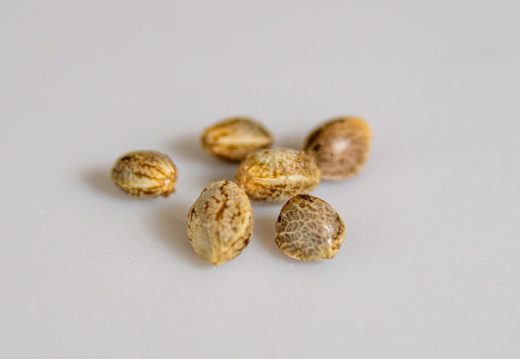 Cannabis seeds kitchen food guide