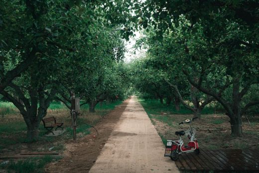 Century-old Pear Orchard China