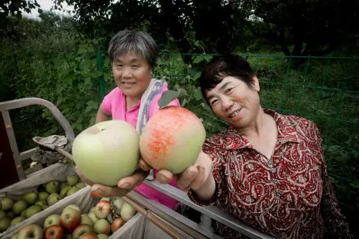 Pear Orchard farmers China