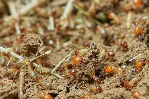 Simple steps to protect home from termites