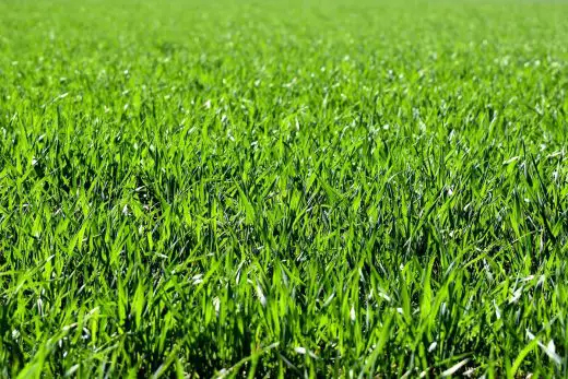Planting grass for commercial properties advice