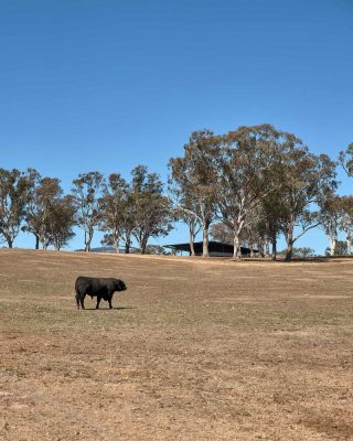 Upside Down Akubra House Nundle