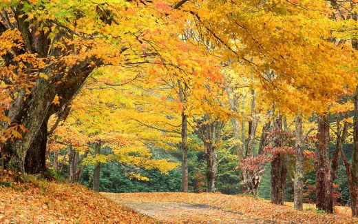 Downtown Raleigh Real trees at Fall, North Carolina leaves