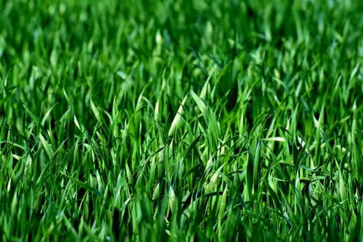 How to choose the right variety of turf
