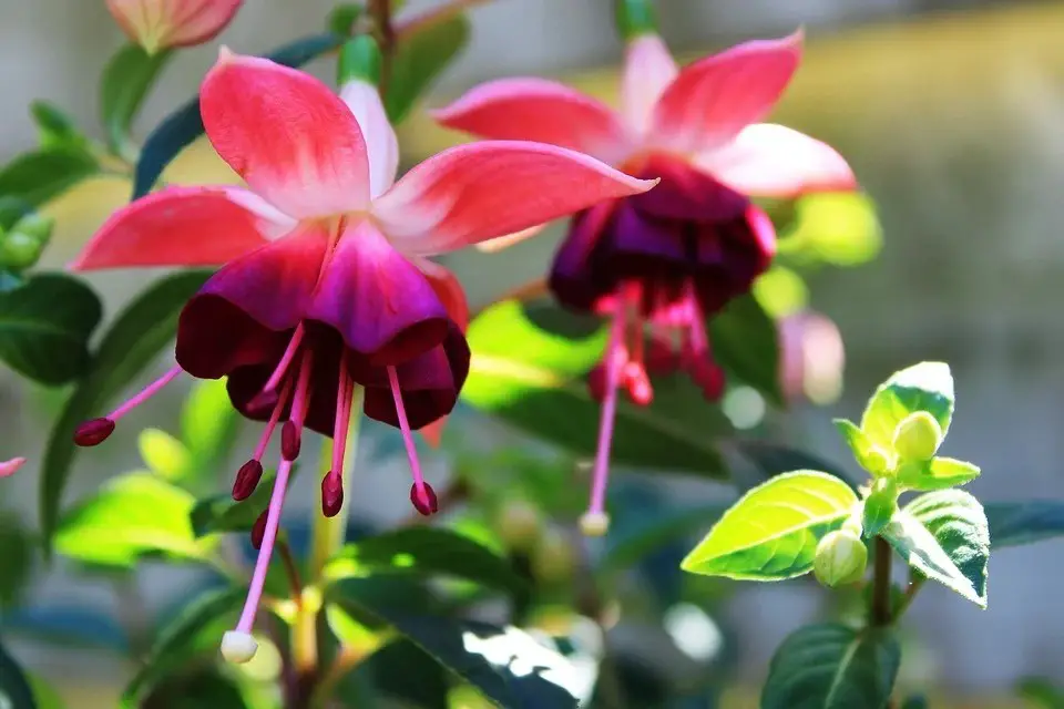 How to Get the Best Out of Your Garden in Lesser Lockdown flowers