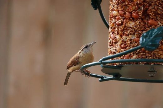 How to Get the Best Out of Your Garden in Lesser Lockdown bird