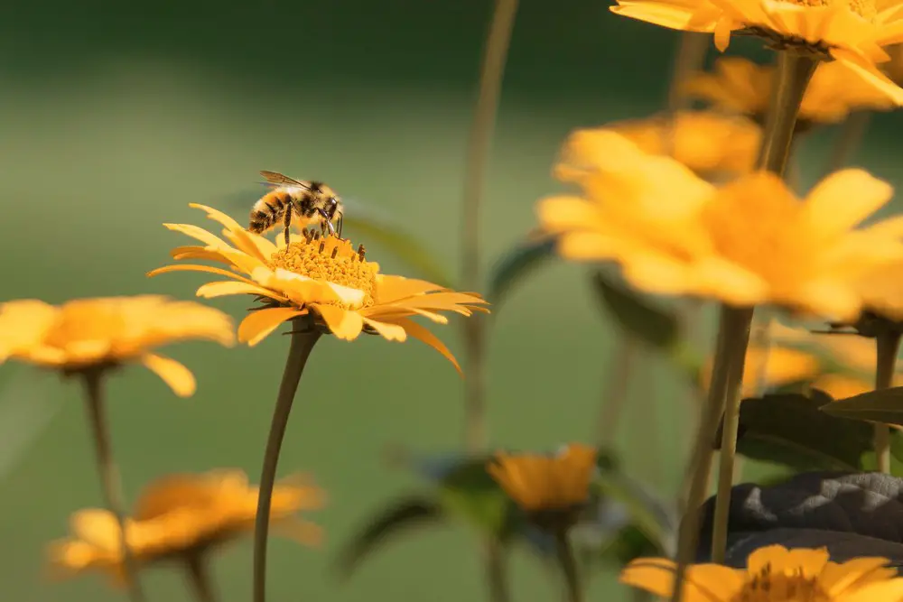 bee flower biodiversity nature